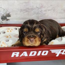 Oliver - Chocolate male Cavalier King Charles Spaniel puppy in Marshfield, Missouri from Clearview Kennels