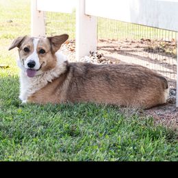 Reba - Pembroke Welsh Corgi