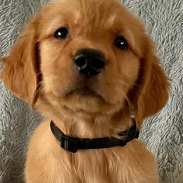 Reba - Dark golden female Golden Retriever puppy in Woodland Hills, California from Rowan Red Retrievers