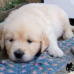Black - Light golden male Golden Retriever puppy in Slaughters, Kentucky from Kimber's Helping Paws