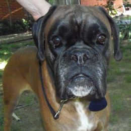 Stoney - Boxer