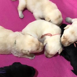 Labrador Retrievers and Pomeranians from pamela souter
