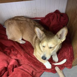 Willow - Pembroke Welsh Corgi