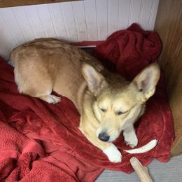 Willow - Pembroke Welsh Corgi