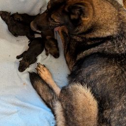 Girl 2 - Sable female German Shepherd puppy in Springtown, Texas from Odom's German Shepherds