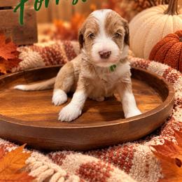 Forrest - Red  male Goldendoodle puppy in Oklahoma from Faithful Hill Doodles