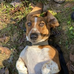 Sukee - Basset Hound