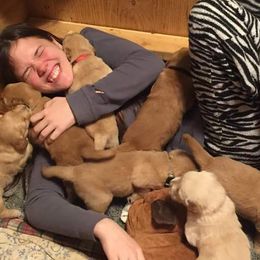 Golden Retriever Puppies from Goldens of Hamm Hollow