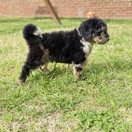 Storm - Merle male Goldendoodle puppy in Rome, Georgia from Victoria’s Designer Doodles