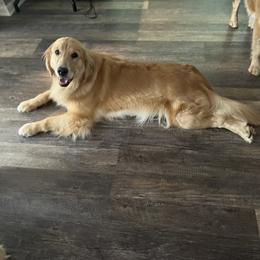 “Bliss” - Golden Retriever