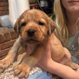 Female 5 - Yellow female Labrador Retriever puppy in Wardensville, West Virginia from Sager’s Labrador Puppies