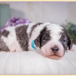 Yukkon - Blue merle male Bernedoodle puppy in Connersville, Indiana from Deaz Doodle Ranch