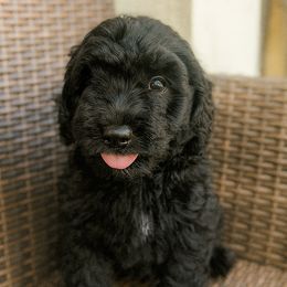 Pearl - Black female Goldendoodle puppy in Cocoa, Florida from The Coastal Homestead