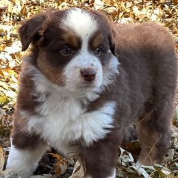 Andover's Unbroken Spirit - Red tri-color female Miniature American Shepherd puppy in Rockford, Illinois from Andover Aussies