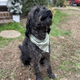 Scar - Labradoodle