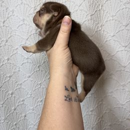 Charlie - Tricolors male French Bulldog puppy in Elizabeth, West Virginia from Axles Frenchies