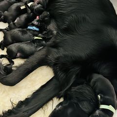 Flat-Coated Retrievers from Urbanova Flat-Coated Retrievers