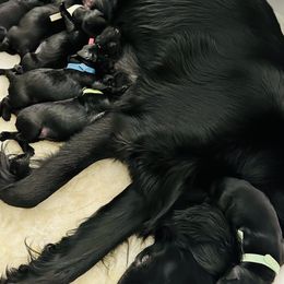 Flat-Coated Retrievers from Urbanova Flat-Coated Retrievers