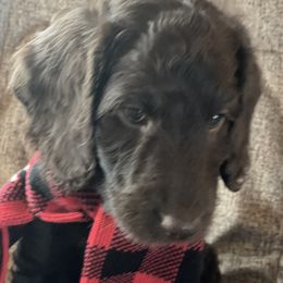 Australian Labradoodle Puppies from Fruitful Beginnings,LLC