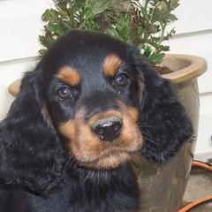English Setter, Golden Retriever, and Gordon Setter Puppies from Katherine's Gordon Setters, English Setters, and Golden Retrievers
