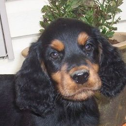 English Setter, Golden Retriever, and Gordon Setter Puppies from Katherine's Gordon Setters, English Setters, and Golden Retrievers