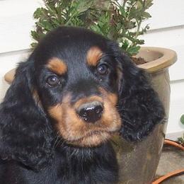 English Setter, Golden Retriever, and Gordon Setter Puppies from Katherine's Gordon Setters, English Setters, and Golden Retrievers