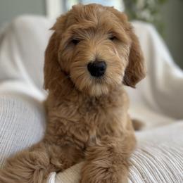 Purple - Red  female Goldendoodle puppy in Newnan, Georgia from Old Line Doodles