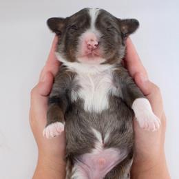 Val - Merle male Bernedoodle puppy in Comanche, Texas from Central Texas Doodles, LLC.