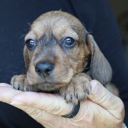 Duncan - Wild boar male Dachshund puppy in Prunedale, California from Tiny Teckels Miniature Dachshunds