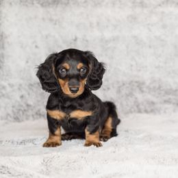 Dachshund Puppies from Delightful Doxies