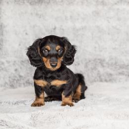 Dachshund Puppies from Delightful Doxies