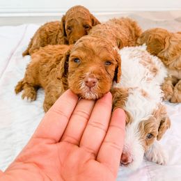Cockapoo and Goldendoodle Puppies from My Forever Best Friend