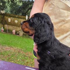 Girl 3 - Black and tan female Gordon Setter puppy in Milton, Florida from Katherine's Golden Retrievers, Gordon Setters, and English Setters