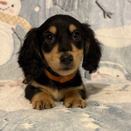 Mack - Black and cream male Dachshund puppy in Madera, California from Winnie’s Doxies