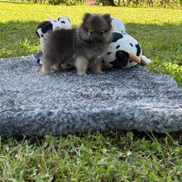 Smokey - Wolf sable male Pomeranian puppy in Naples, Florida from 🤎 Dreaming Puppies 🐶