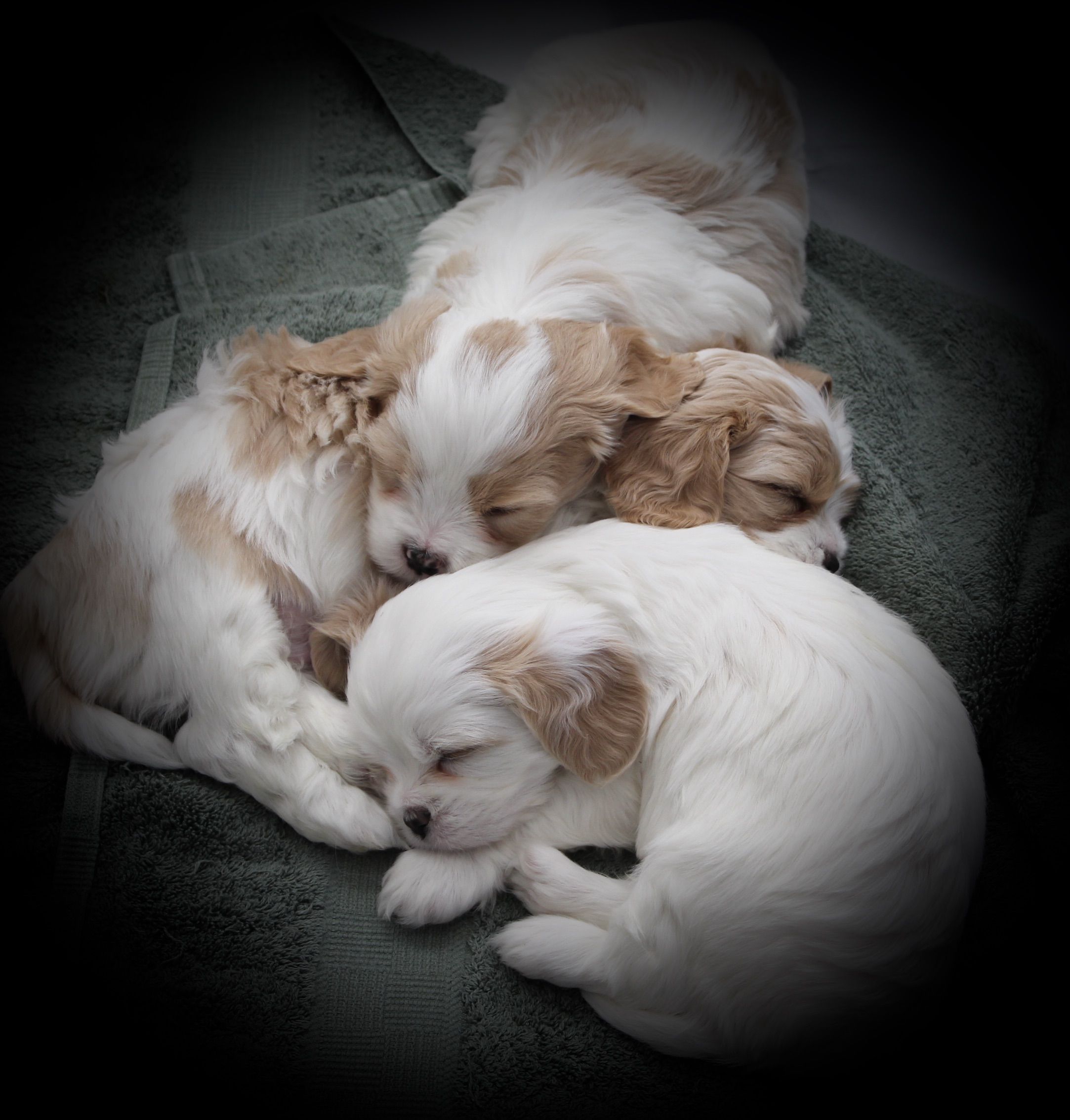 Cavaton puppies sale for sale