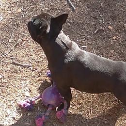 French Bulldogs and Goldendoodles from Hott Dogz Breeding