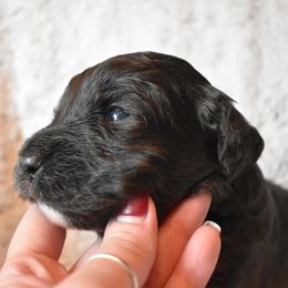 Bernedoodle Puppies from Belly Rubs