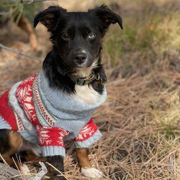 Fame - Toy Australian Shepherd