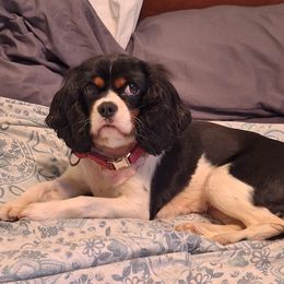 Brianna - Cavalier King Charles Spaniel