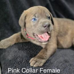 Pink Collar Pup - Gray brindle female Cane Corso puppy in Atlanta, Georgia from Cane Corso’s of Atlanta