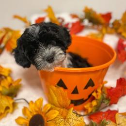 Havanese from Havanese Braggers