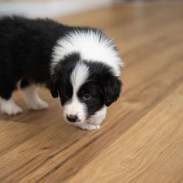 Border Collie Puppies from Hazelwood Border Collies