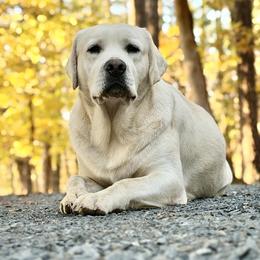 Zeus - Labrador Retriever