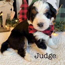 Judge - Tri-color male Bernedoodle puppy in Perrysville, Ohio from Pleasant Valley Bernedoodles