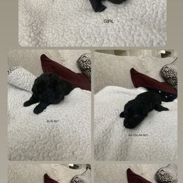 Poodle Puppies from Paw Prints Of Poodles and Doodles.