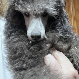 Silver Male - Silver male Poodle puppy in Jonesborough, Tennessee from Erisse Poodles