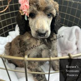 Brindle Female - Brindle female Poodle puppy in Wabasha, Minnesota from Roemer’s Standard Poodles