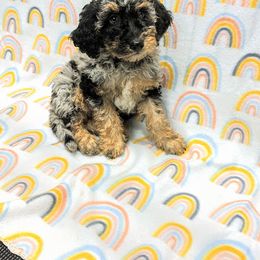 Aussiedoodle, Australian Shepherd, Bernedoodle, Cockapoo, and Poodle Puppies from Sis' Doodles & Poodles