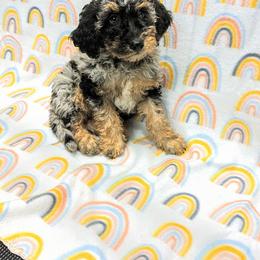 Aussiedoodle, Australian Shepherd, Bernedoodle, Cockapoo, and Poodle Puppies from Sis' Doodles & Poodles